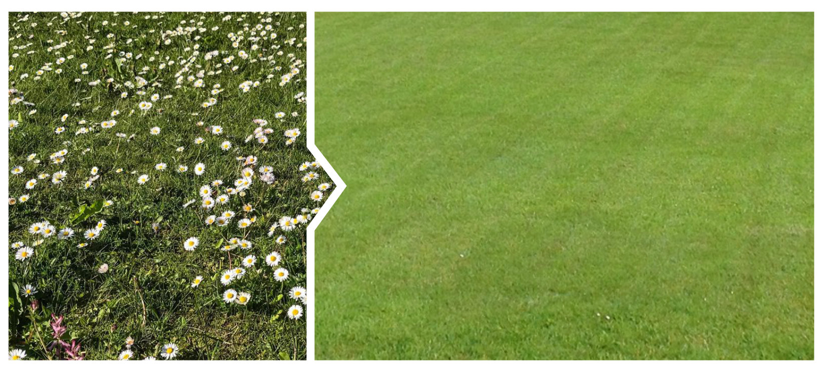 Grassmasters Lawn Care | Treatment from £10