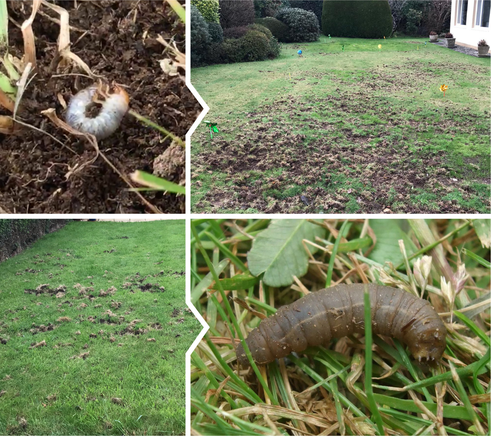 Chafer Grub and Leather Jacket grub lawn damage.